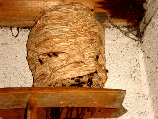 A large, papery nest of the European hornet (Vespa crabro)