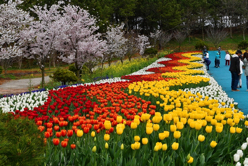 Colorful tulip beds at the Taean World Tulip Flower Festival.