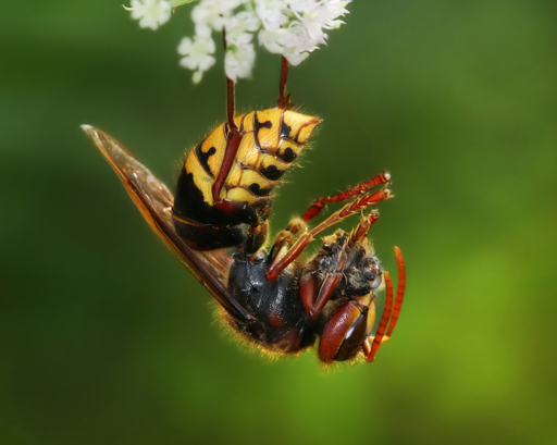 European hornet clutching a honey bee
